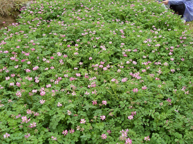 [天台驴友俱乐部]活动之-----走古道.赏油菜花.登莲花峰顶