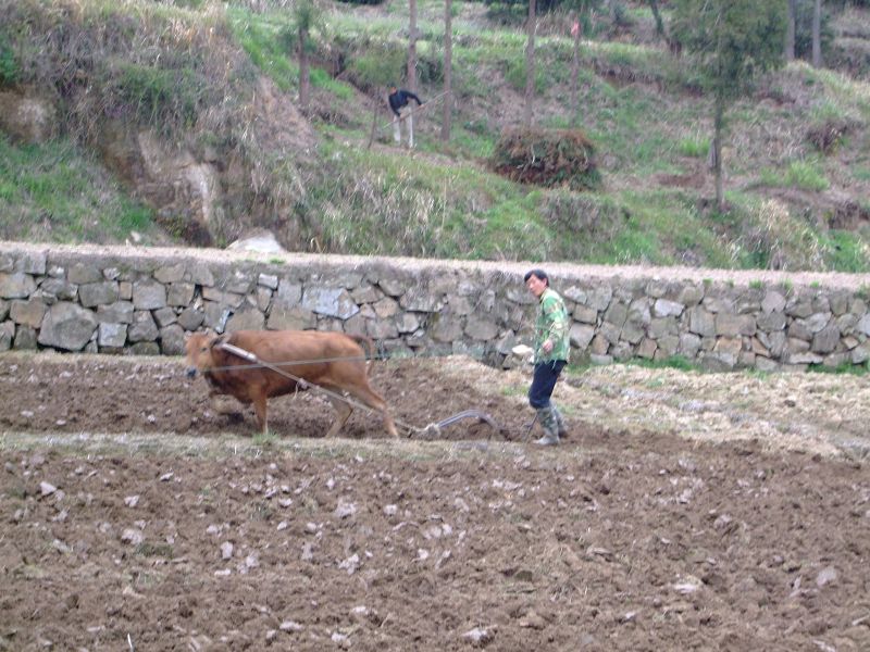 [天台驴友俱乐部]活动之-----走古道.赏油菜花.登莲花峰顶