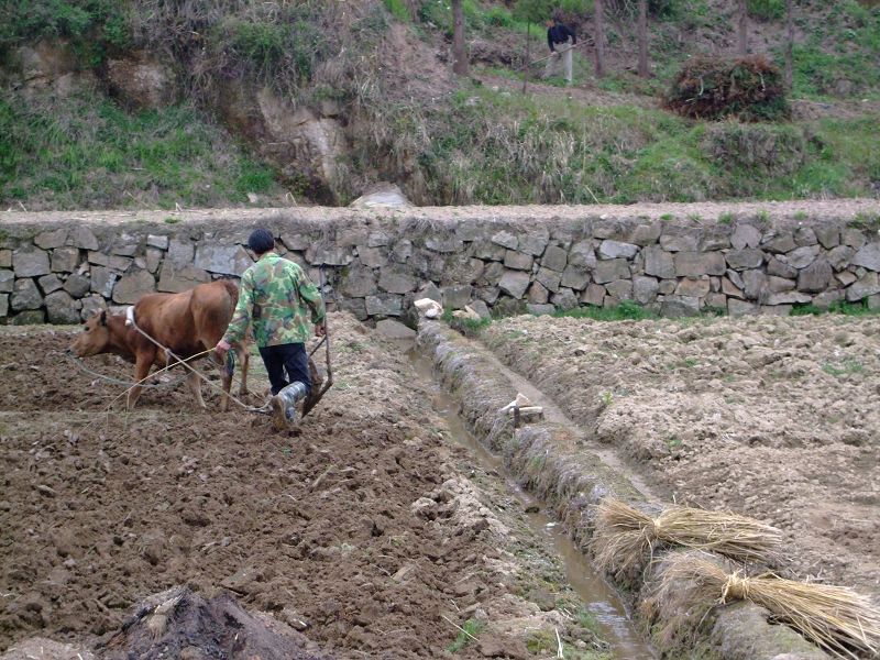 [天台驴友俱乐部]活动之-----走古道.赏油菜花.登莲花峰顶