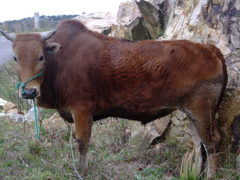 [天台驴友俱乐部]活动之-----走古道.赏油菜花.登莲花峰顶