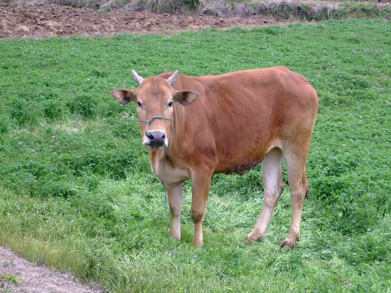 [天台驴友俱乐部]活动之-----走古道.赏油菜花.登莲花峰顶