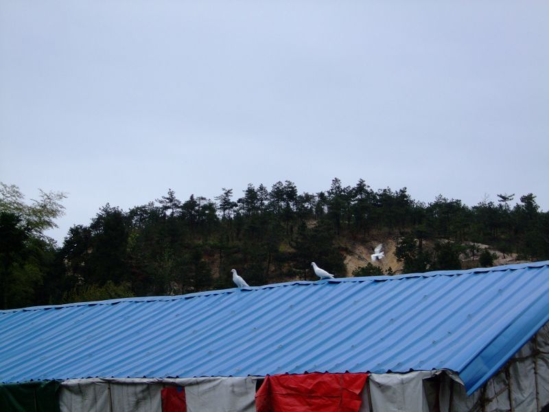 [天台驴友俱乐部]活动之-----走古道.赏油菜花.登莲花峰顶