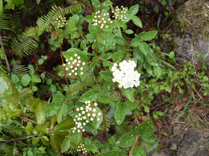 [天台驴友俱乐部]活动之-----走古道.赏油菜花.登莲花峰顶