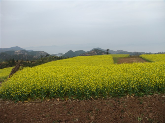 [天台驴友俱乐部]活动之-----走古道.赏油菜花.登莲花峰顶