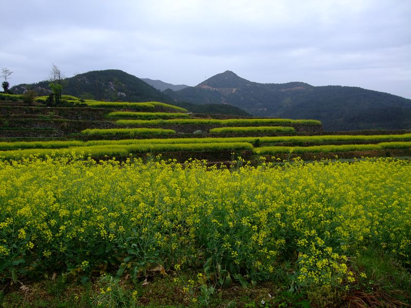 [天台驴友俱乐部]活动之-----走古道.赏油菜花.登莲花峰顶