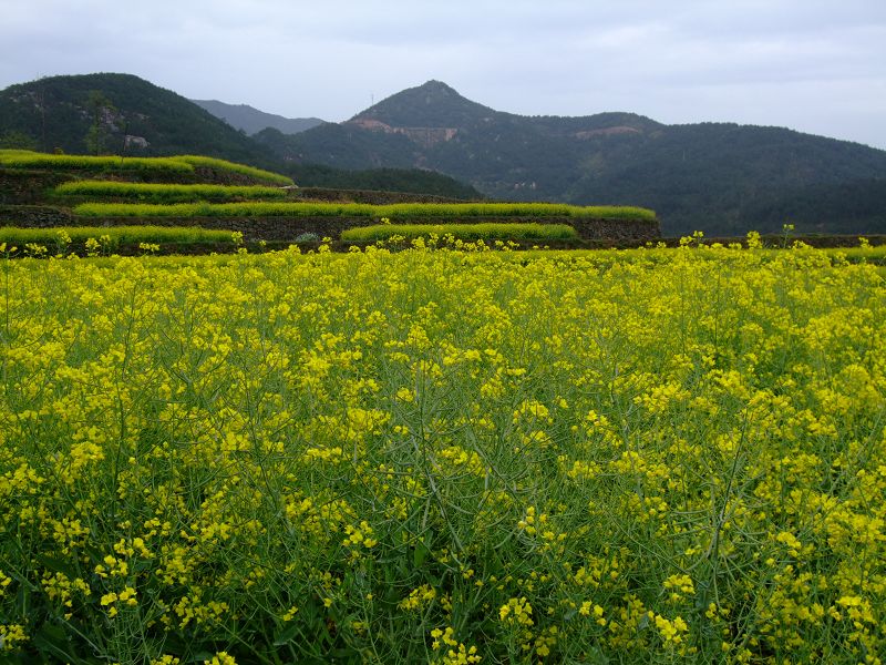 [天台驴友俱乐部]活动之-----走古道.赏油菜花.登莲花峰顶