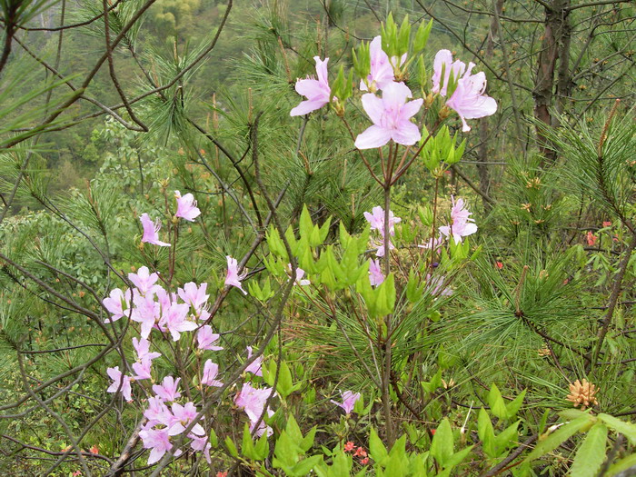 [天台驴友俱乐部]活动之-----走古道.赏油菜花.登莲花峰顶