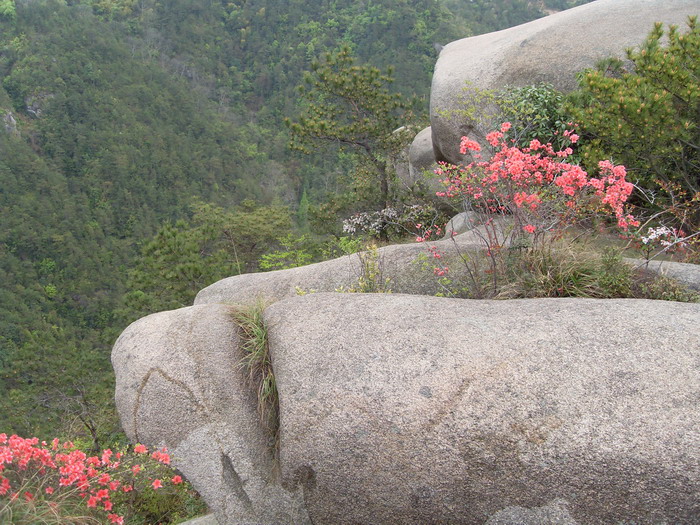 [天台驴友俱乐部]活动之-----走古道.赏油菜花.登莲花峰顶