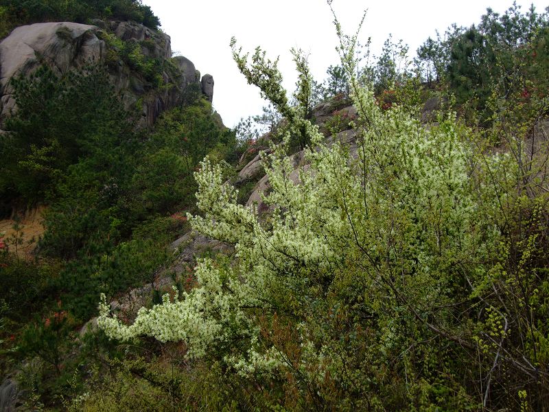 [天台驴友俱乐部]活动之-----走古道.赏油菜花.登莲花峰顶
