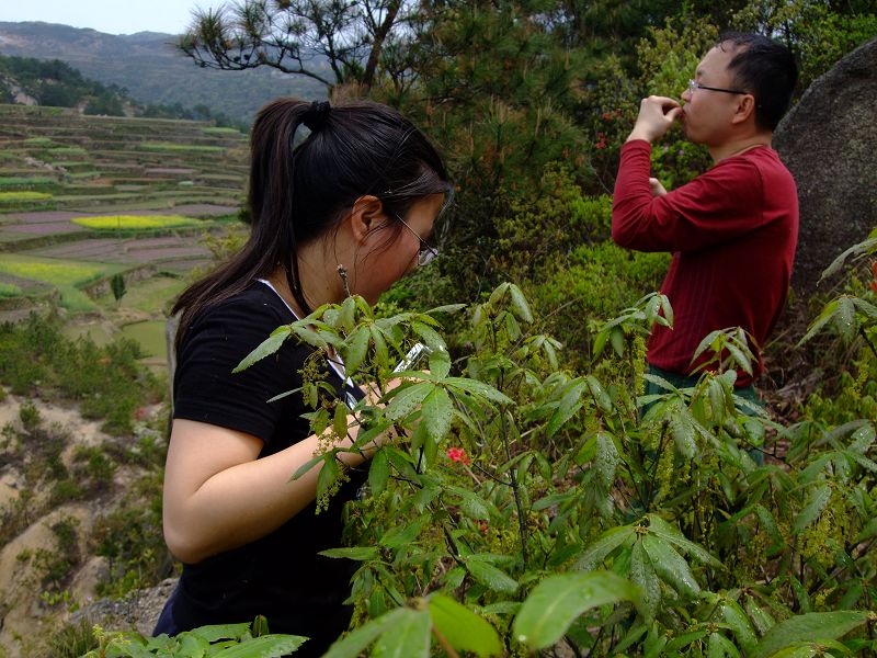 [天台驴友俱乐部]活动之-----走古道.赏油菜花.登莲花峰顶