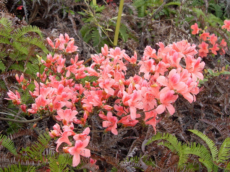 [天台驴友俱乐部]活动之---小走南山小岭