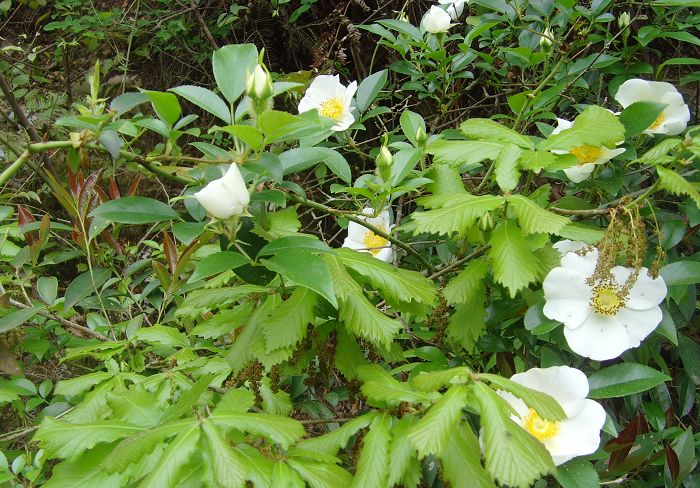 [天台驴友俱乐部]活动之---小走南山小岭