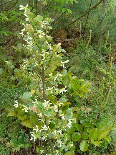 [天台驴友俱乐部]活动之---小走南山小岭