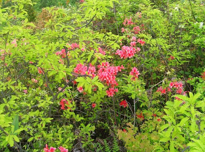 [天台驴友俱乐部]活动之---小走南山小岭