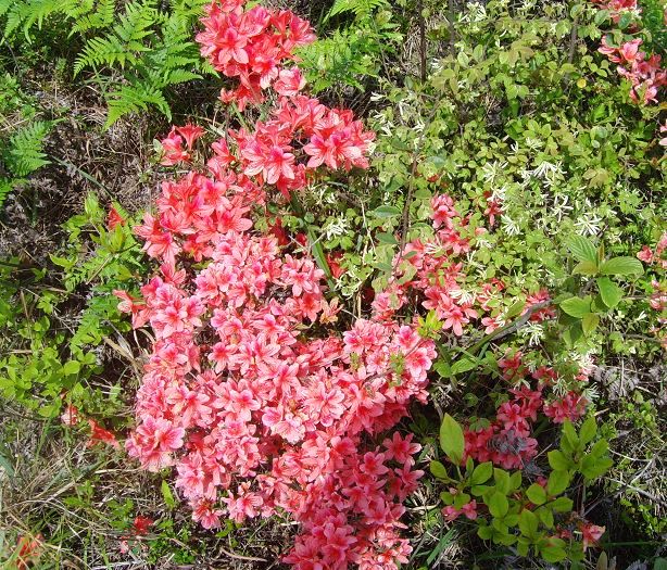 [天台驴友俱乐部]活动之---小走南山小岭