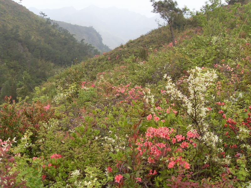 [天台驴友俱乐部]活动之---小走南山小岭
