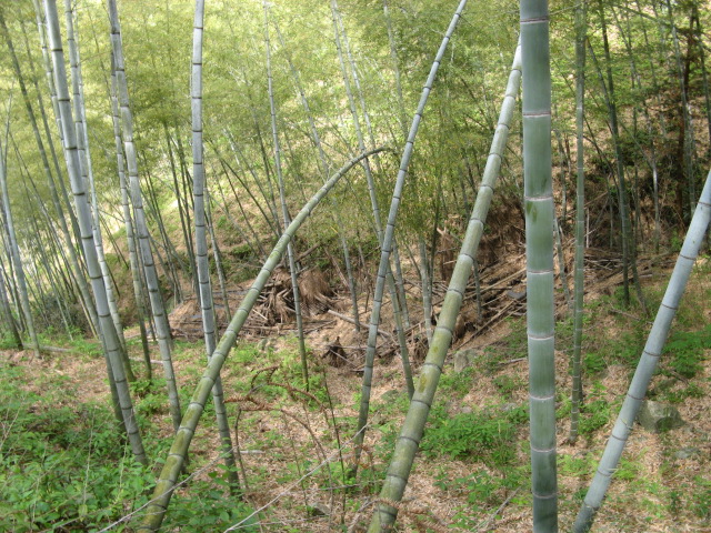 我驴我乐山水间