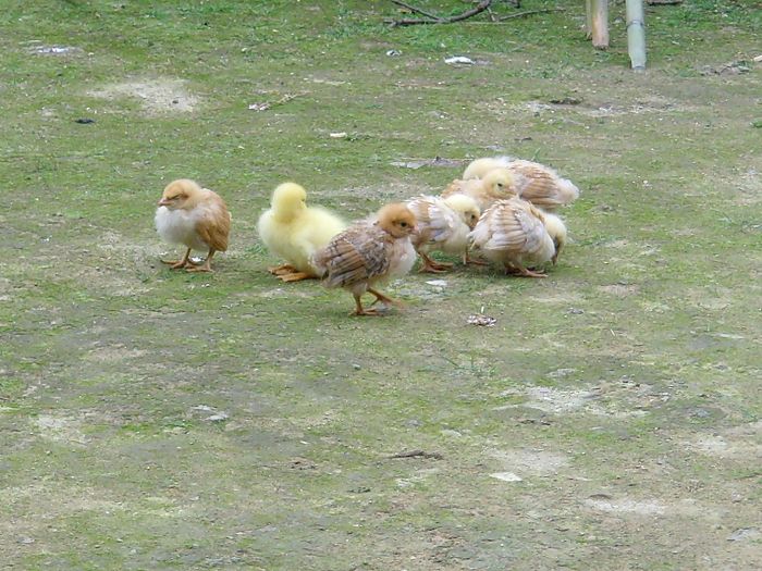 端阳节养小鸡