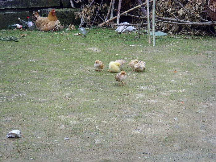 端阳节养小鸡