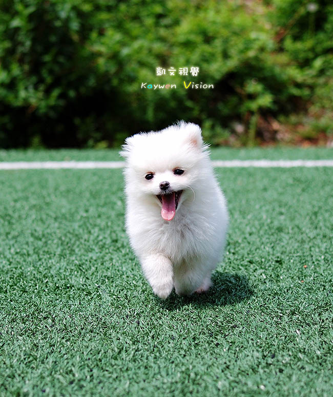 可爱狗狗