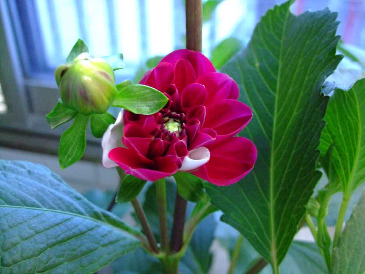 阳台上的花开了，共赏
