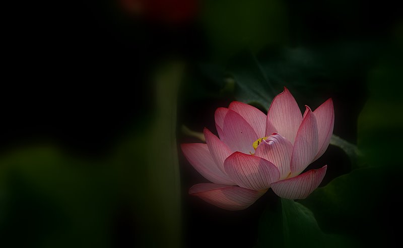 十大名花之——荷花