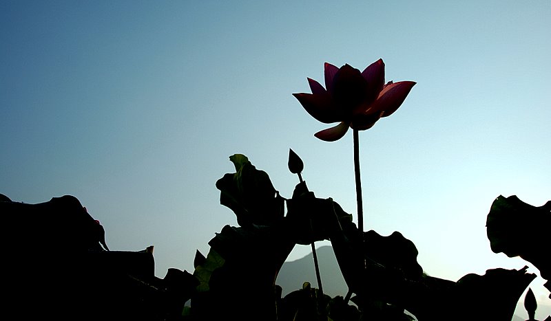 十大名花之——荷花