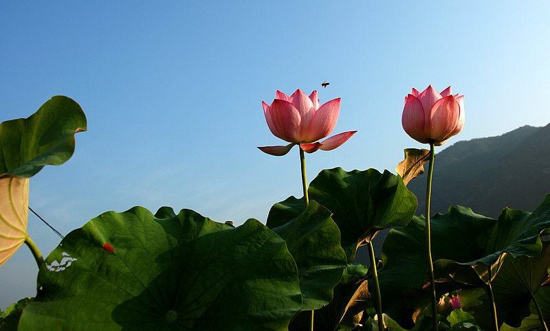 十大名花之——荷花