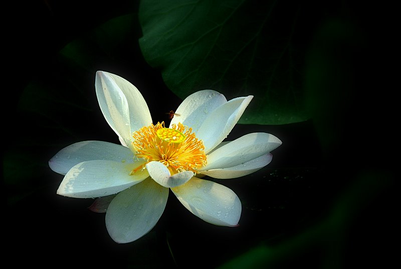 十大名花之——荷花
