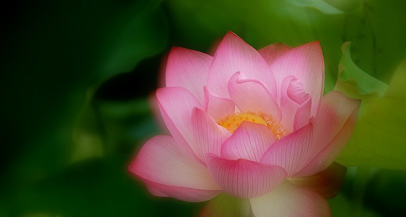 十大名花之——荷花
