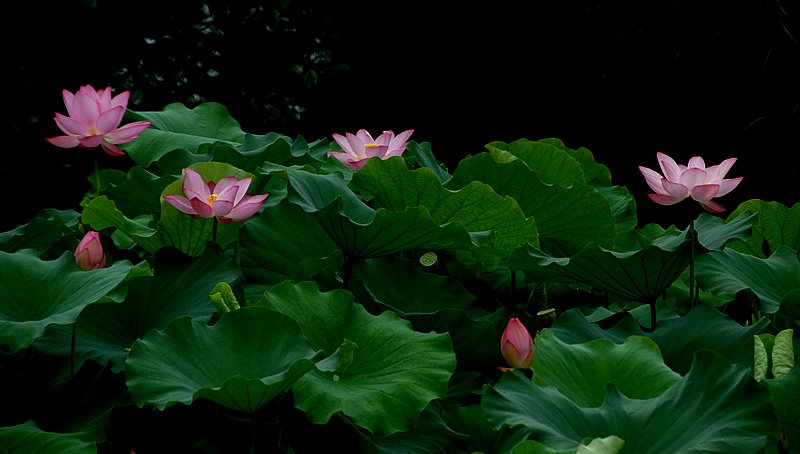 十大名花之——荷花