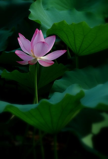十大名花之——荷花