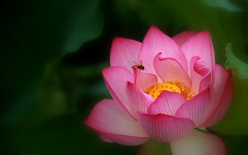 十大名花之——荷花