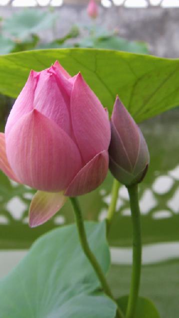 醉花