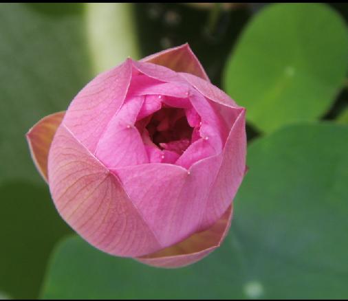 醉花