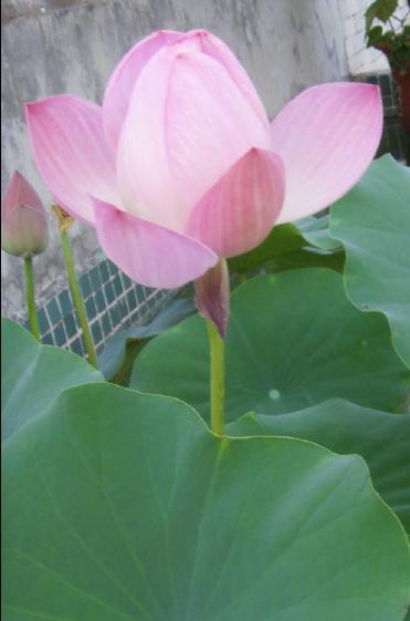 醉花