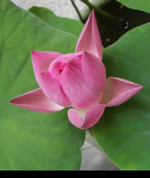 醉花