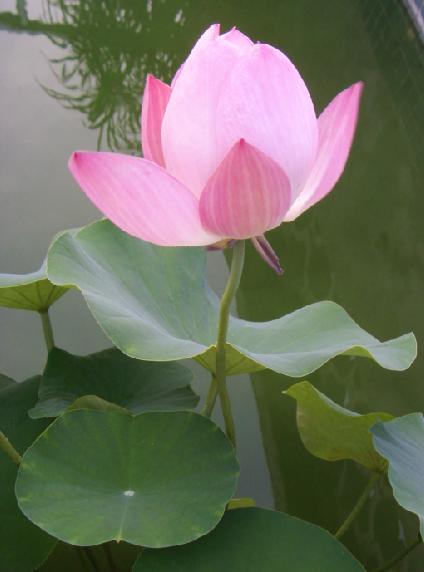 醉花