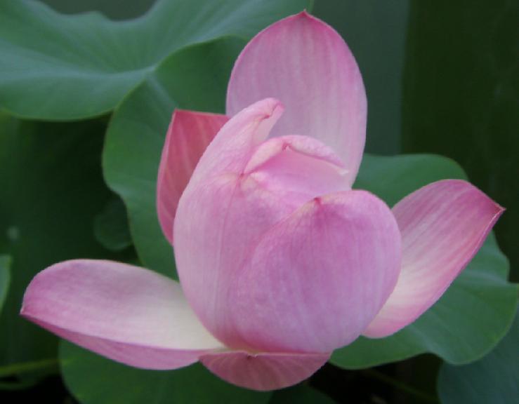 醉花
