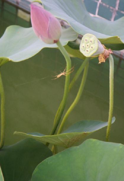 醉花