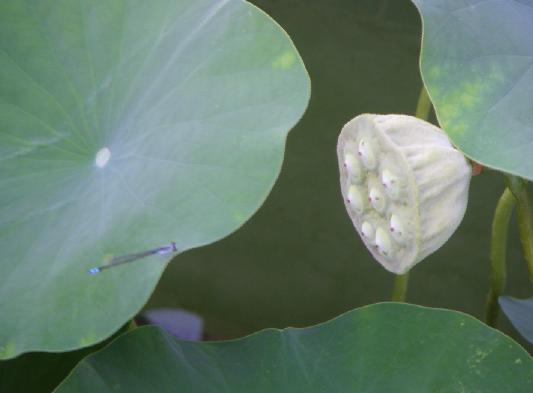 醉花
