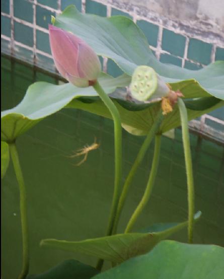 醉花