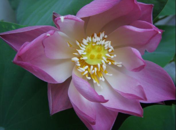 醉花