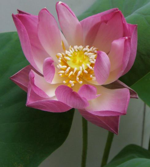 醉花