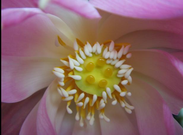 醉花