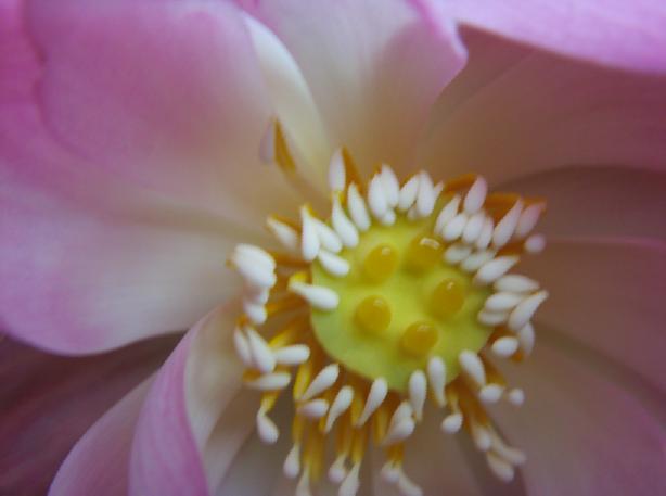 醉花