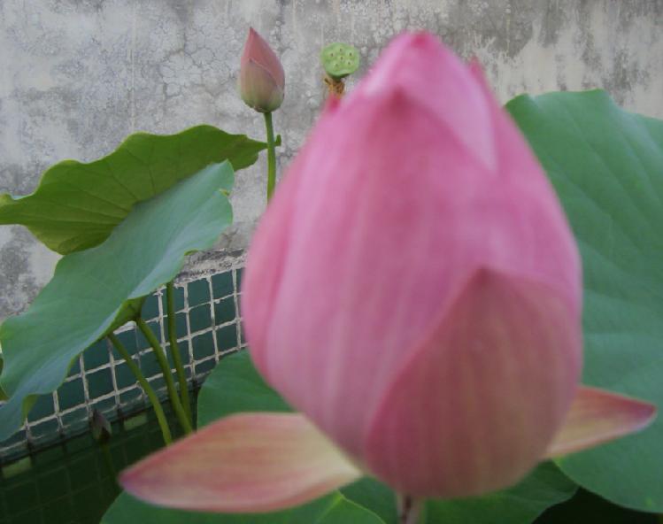 傲花