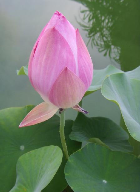 傲花
