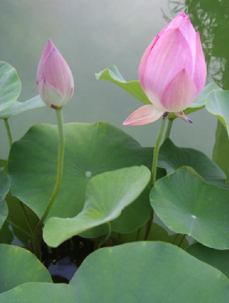 傲花