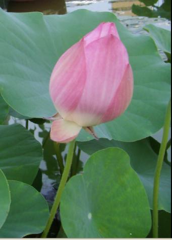 傲花